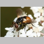 Gymnosoma sp - Raupenfliege 24a 4mm Sandgrube Niedringhaussee.jpg